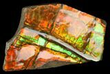 Iridescent Ammolite (Fossil Ammonite Shell) - Alberta, Canada #114228-1